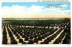 A Large Orange Grove In The Sunny South Postcard