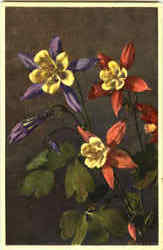 Aquilegia Californica Hybrida Hort Postcard
