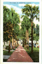 Palm Row St. Augustine, FL Postcard Postcard