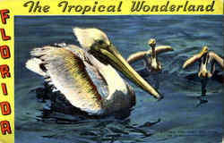 Mother And Baby Pelicans In Florida Scenic, FL Postcard Postcard