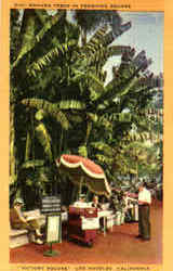 Banana Trees In Pershing Square, Victoy Square Postcard