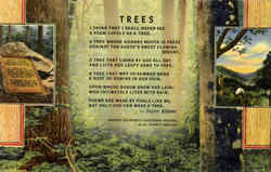 Trees Postcard