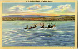 Caribou Crossing The Yukon Scenic, AK Postcard Postcard