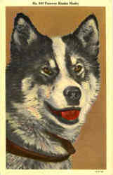 Famous Alaska Husky Dogs Postcard Postcard