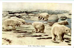 Polar Bears, Alaska Postcard Postcard