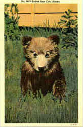 Kodiak Bear Cub, Alaska Postcard