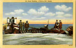 Good Hunting, a Walrus Kill, Alaska Postcard Postcard