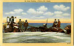 Good Hunting, a Walrus Kill, Alaska Postcard