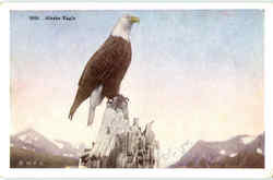 Alaska Eagle Birds Postcard Postcard