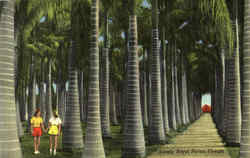 Stately Royal Palms Postcard