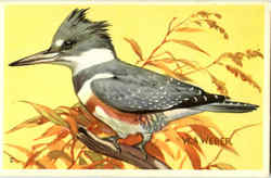 Belted Kingfisher Birds Postcard Postcard