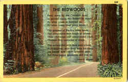 The Redwoods Poems & Poets Postcard Postcard