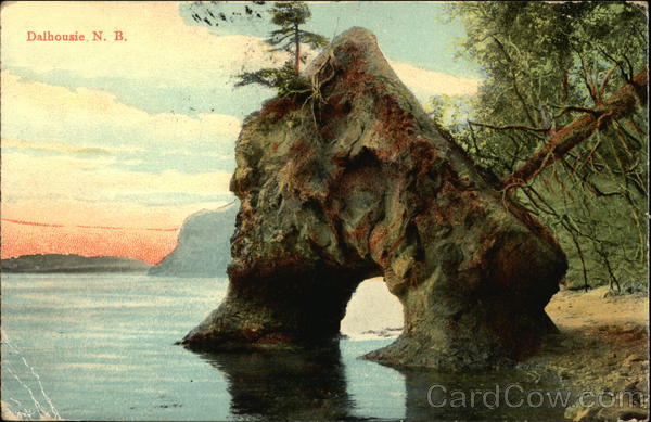 Tree Growing Sideways Out of Rock Dalhousie NB Canada