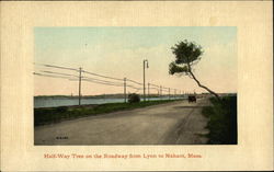 Half-Way Tree on the Roadway From Lynn to Nahant Postcard
