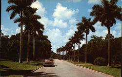 A Beautiful Boulevard Lined With Royal Palms Postcard