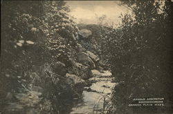 Arnold Arboretum Rhododendrons Jamaica Plain, MA Postcard Postcard Postcard