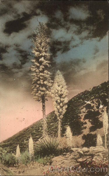 California Yucca Camp Baldy