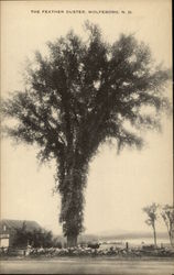 The Feather Duster Postcard