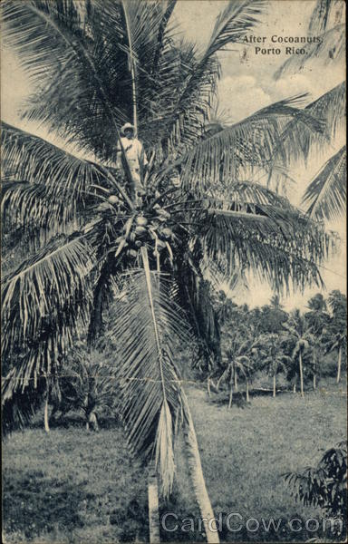 After Cocoanuts, Puerto Rico