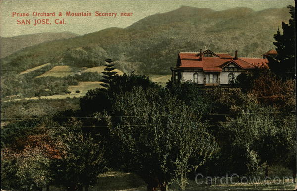 Prune Orchard and Mountain Scenery San Jose California