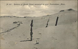 Remains of Buried Forest Uncovered by Wind Provincetown, MA Postcard Postcard Postcard