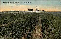 A Laredo Bermuda Onion Field Postcard