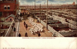 Exchange Avenue, Stock Yards Chicago, IL Postcard Postcard Postcard