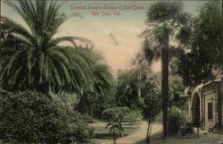 Tropical Scene in Garden of Notre Dame San Jose, CA Postcard Postcard Postcard