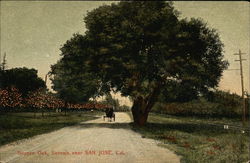 Boysen Oak, Sorosis San Jose, CA Postcard Postcard Postcard