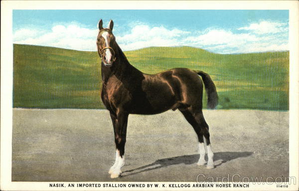 Nasik, an Imported Stallion Owned By W. K. Kellogg Arabian Horse Ranch