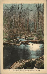 Lone Star Brook Postcard
