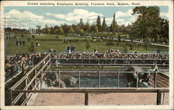 Crowd Watching Elephants Bathing, Franklin Park Postcard
