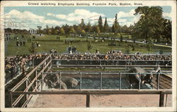 Crowd Watching Elephants Bathing, Franklin Park Boston, MA Postcard Postcard Postcard