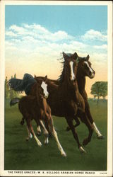 The Three Graces - W. K. Kellogg Arabian Horse Ranch Horses Postcard Postcard Postcard