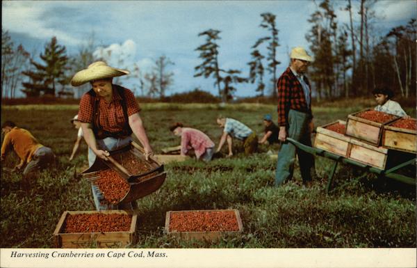 Harvesting Cranberries on Cape Cod, Mass. Massachusetts