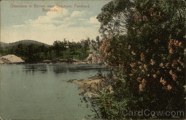 Oleanders in Bloom near Seashore Fairyland Bermuda