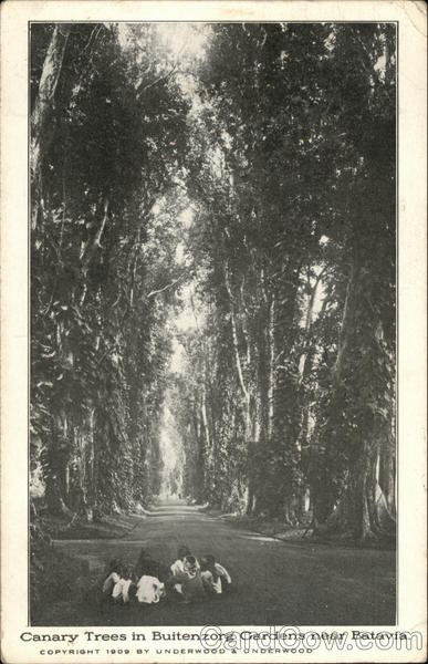 Canary Trees in Buitenzorg Gardens near Batavia Java