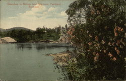 Oleanders in Bloom near Seashore Postcard