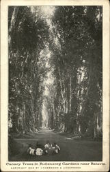 Canary Trees in Buitenzorg Gardens near Batavia Postcard