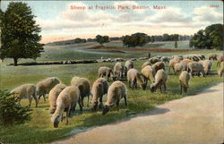 Sheep at Franklin Park Postcard