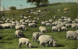 Sheep, Franklin Park Postcard