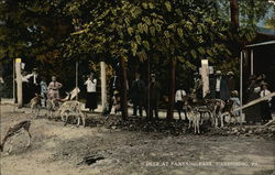 Deer at Paxtang Park Postcard