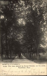 Elm Trees Planted by Daniel Webster Postcard