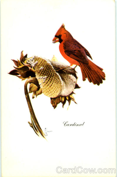 Cardinal Birds