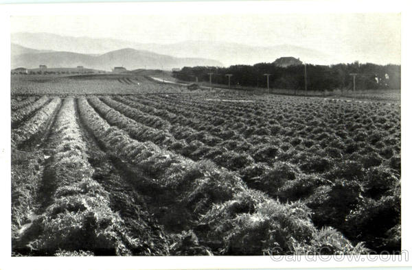 Artichoke Fields Half Moon Bay California
