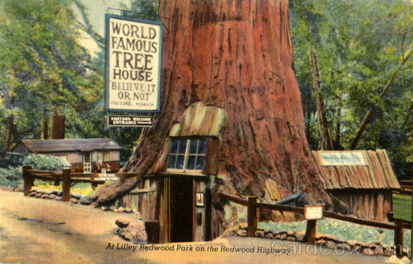 At Lilley Redwood Park On The Redwood Highway Redwoods California