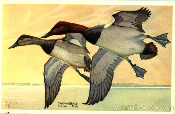 Canvasback Birds