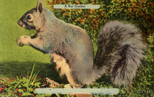 A Nut Cracker - Squirrel