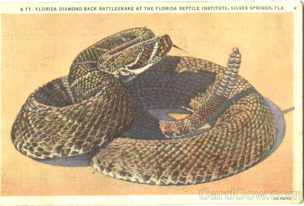 Florida Diamond Back Rattlesnake At The Florida Reptile Institute Silver Springs