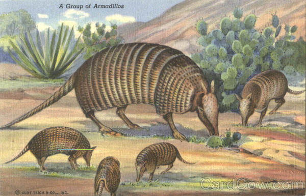 A Group Of Armadillos